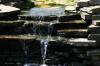 Le bassin de jardin naturel de Mimulus 2  4 