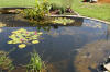 Le bassin de jardin naturel de Mimulus 2  12 