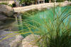 Transformation d'une piscine classique en bassin baignade 2  26 