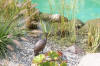 Transformation d'une piscine classique en bassin baignade 3  23 