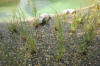 Un bassin baignade dans les Vosges - PAGE PHOTO 2  50 