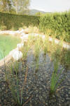 Un bassin baignade dans les Vosges - PAGE PHOTO 2  34 