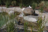 Un bassin baignade dans les Vosges - PAGE PHOTO 4  26 