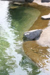 Un bassin baignade dans les Vosges - PAGE PHOTO et VIDEO  4 