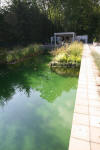 Piscine transforme en piscine biologique en images  32 