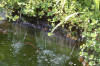 Piscine transforme en piscine biologique en images 2  38 