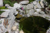 Mini piscine biologique et bassin de jardin - le bassin  18 