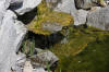 Mini piscine biologique et bassin de jardin - le bassin  19 