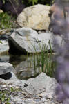 Mini piscine biologique et bassin de jardin - la piscine biologique  6 