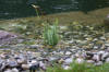 Un bassin baignade dans les Voges set de photos 1  9 