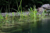 Un bassin baignade dans les Voges set de photos 1  3 