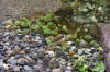 Un bassin baignade dans les Voges set de photos 2  38 