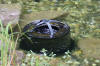 Un bassin baignade dans les Voges set de photos 2  29 