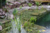 Un bassin baignade dans les Voges set de photos 2  20 