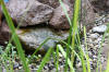 Un bassin baignade dans les Voges set de photos 2  10 