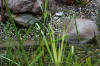 Un bassin baignade dans les Voges set de photos 2  9 