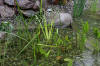 Un bassin baignade dans les Voges set de photos 2  8 