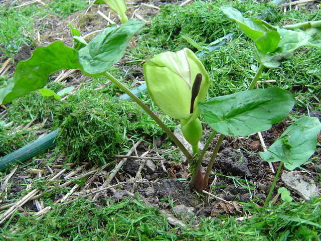 Arum maculatum