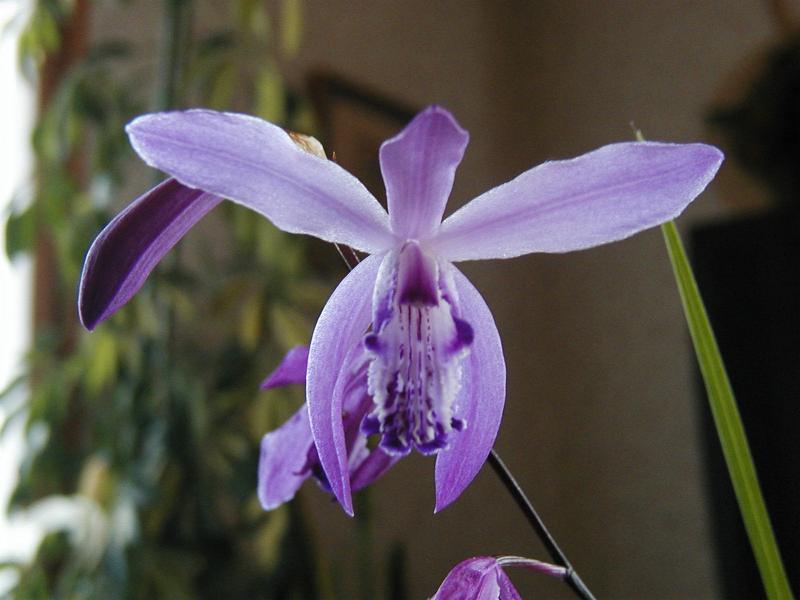 Bletilla striata