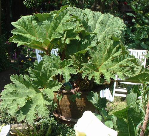 Gunnera manicata