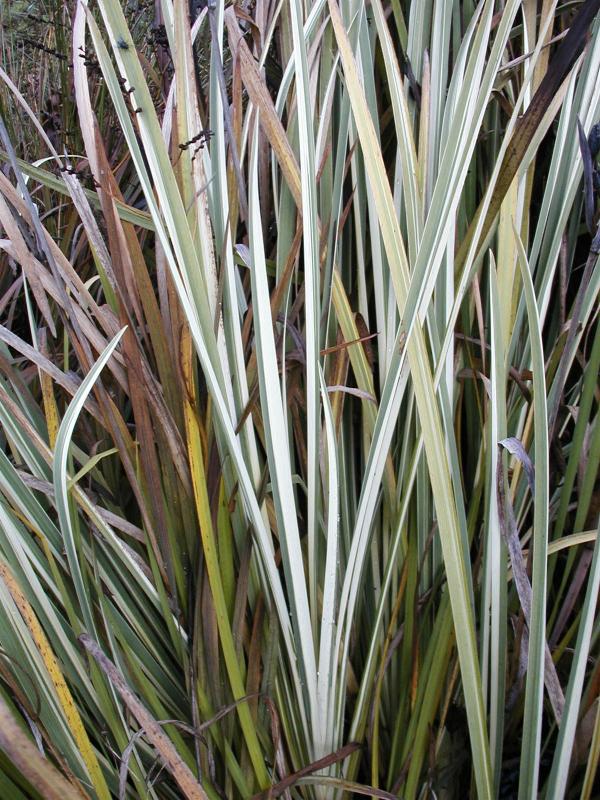 Iris kaempferi Variegata