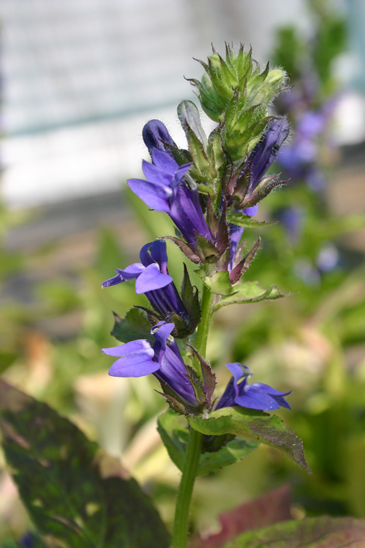 Lobelia siphilitica