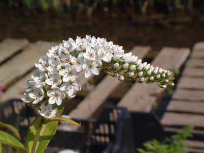 Lysimachia vulgaris