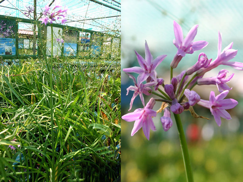 Thulbaghia violacea