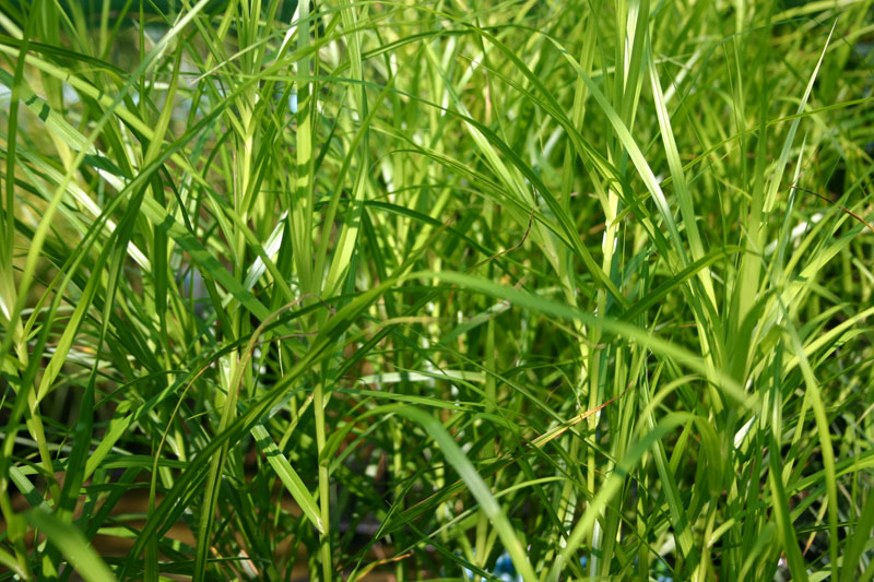 Carex muskingumensis