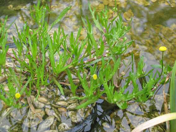 Cotula coronopifolia