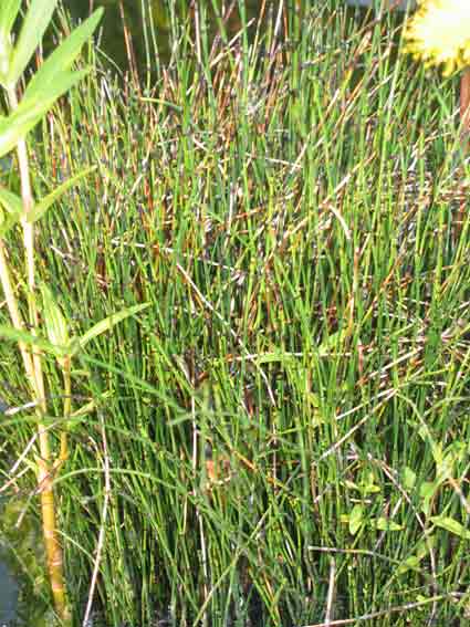 Equisetum scirpoides