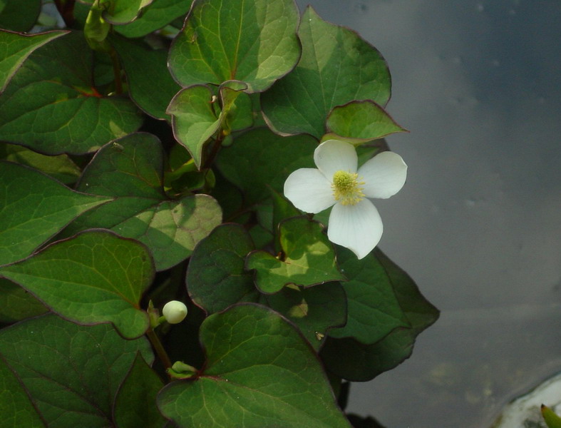 Houttuynia cordata