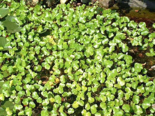 Hydrocotyle vulgaris