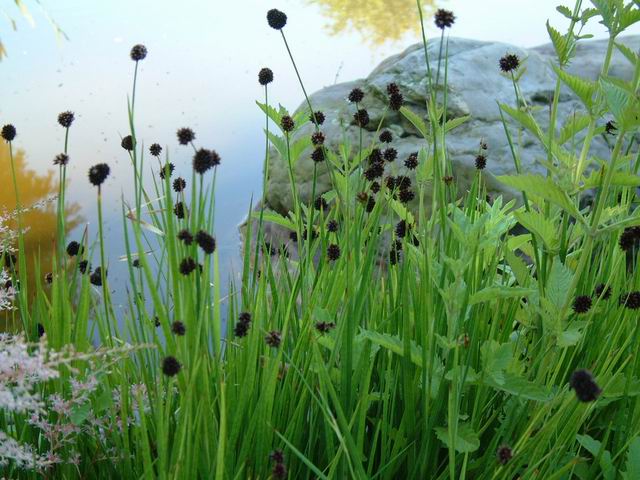 Juncus ensifolius