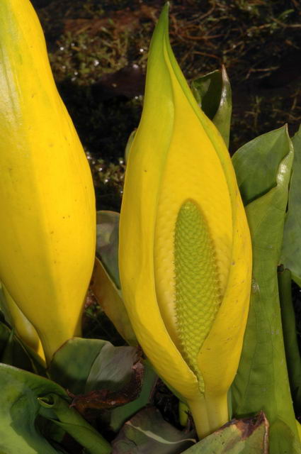 Lysichiton americanum