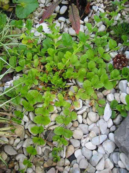 Lysimachia nummularia 