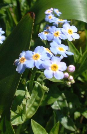 Myosotis palustris