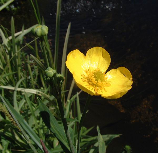 Ranunculus flammula