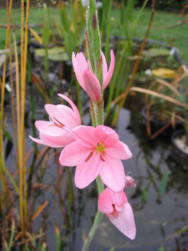 Schizostylus coccinea 