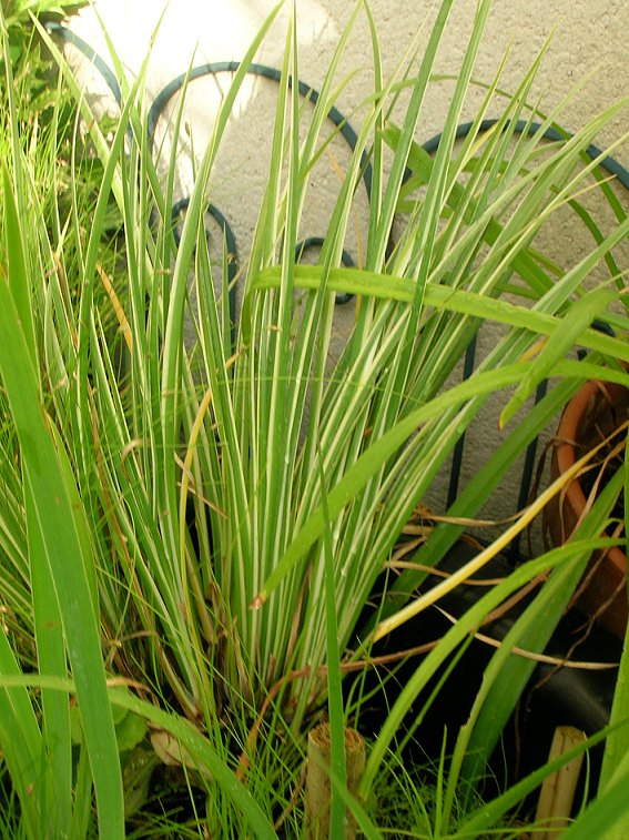 Acorus calamus variegatus