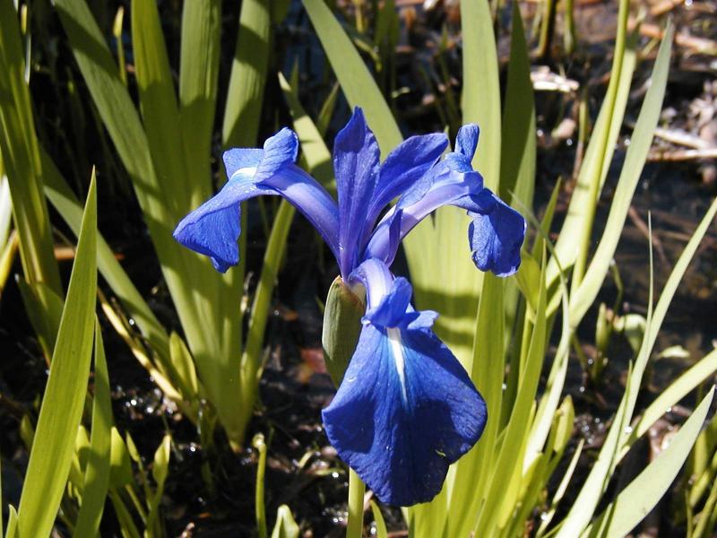 Iris laevigata