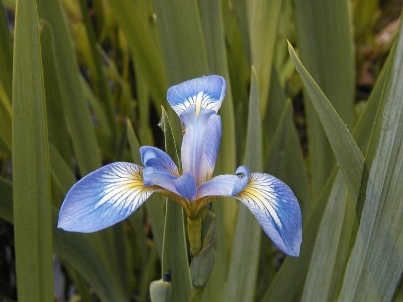 Iris versicolor