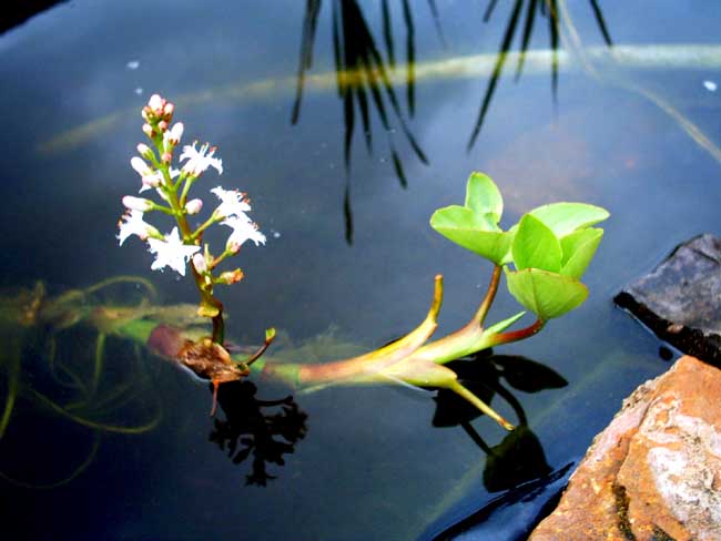 Menyanthes trifoliata