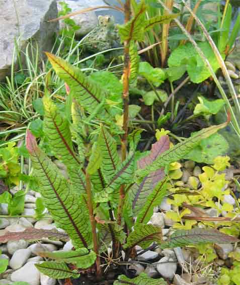 Rumex hydrolapathum