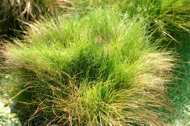 Eleocharis acicularis