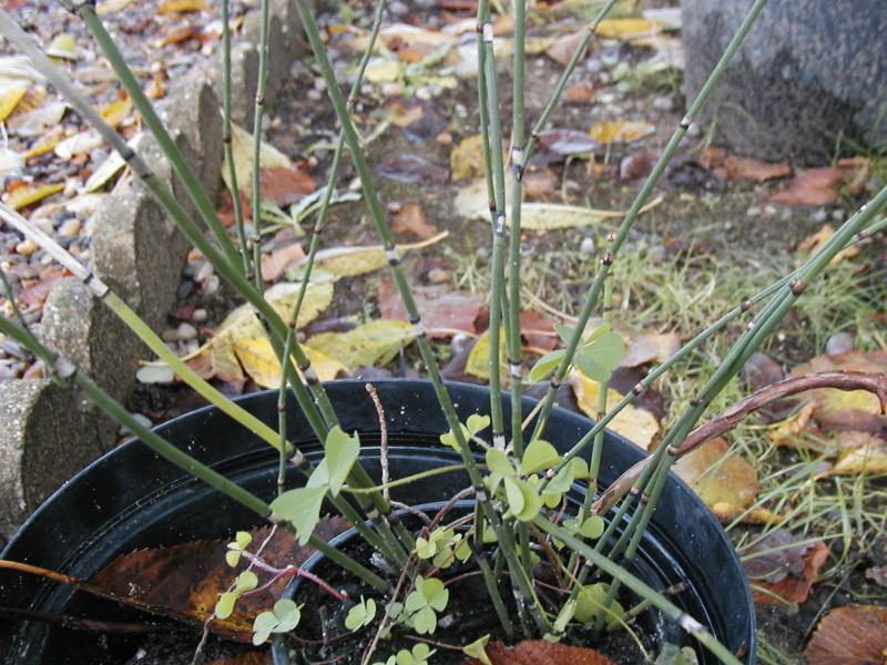 Equisetum fluviatile