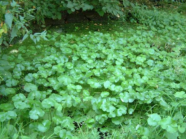 Hydrocotyle natans