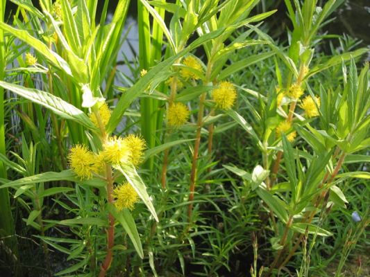 Lysimachia thyrsiflora