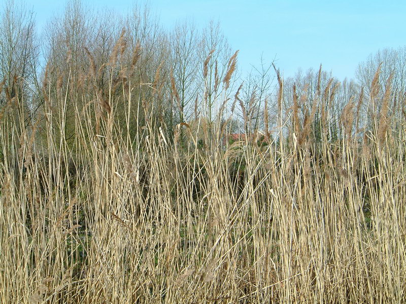 Phragmites australis