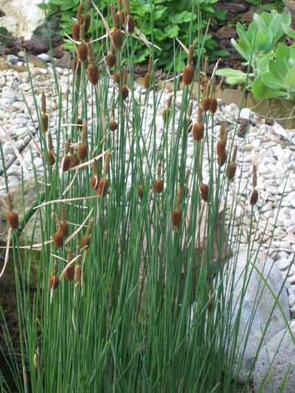 Typha minima